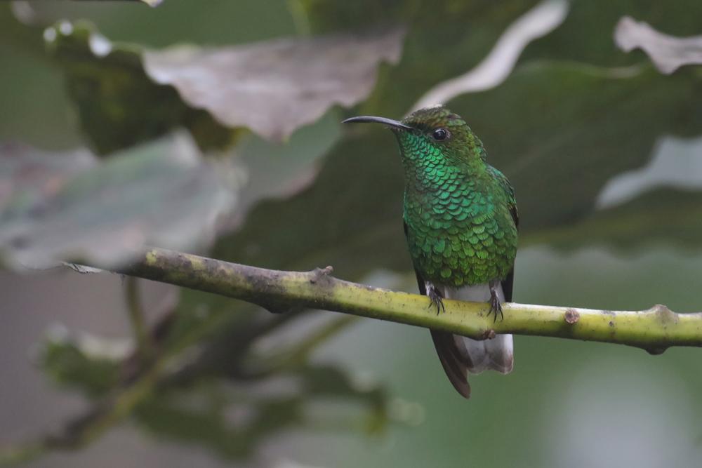 Coppery-heade Hummingbird